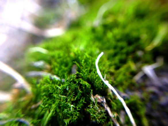  A little rock moss for you. up close and personal thanks to more macro lense experiments. 